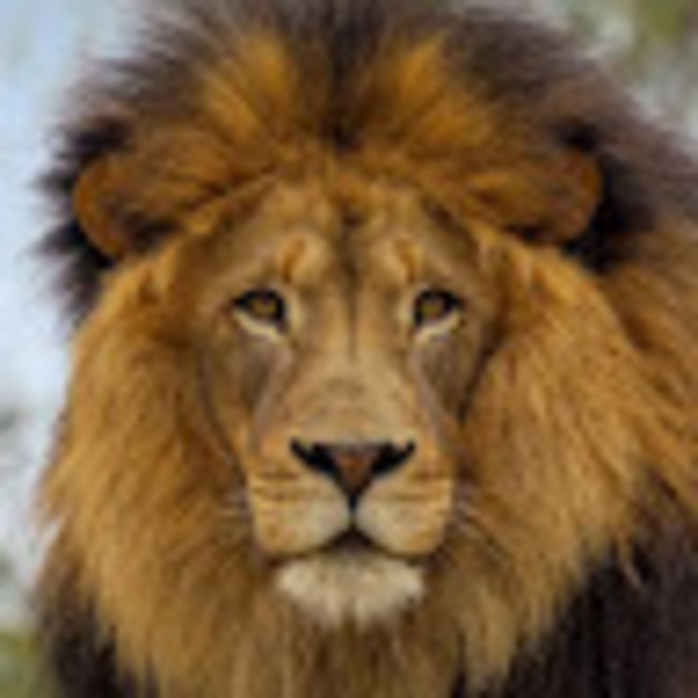 Meet your Posher, Davey